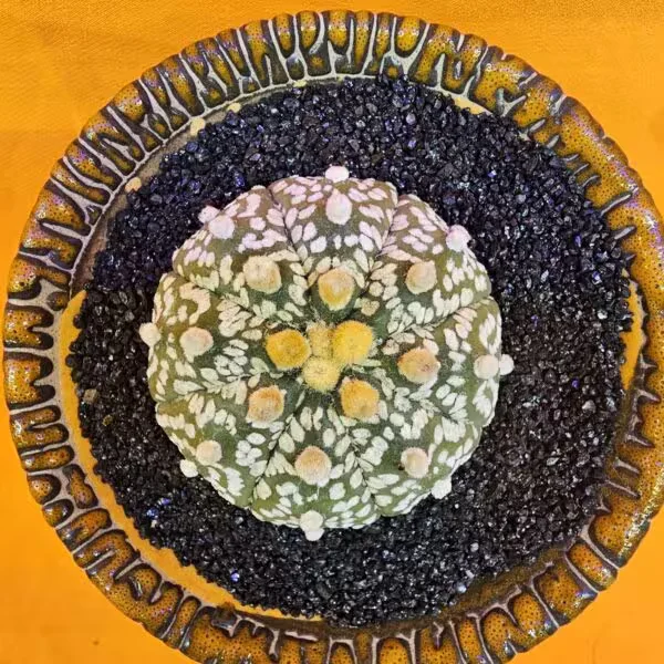 Astrophytum Asterias 5 cm boyutunda Özel Tür Kaktüs
