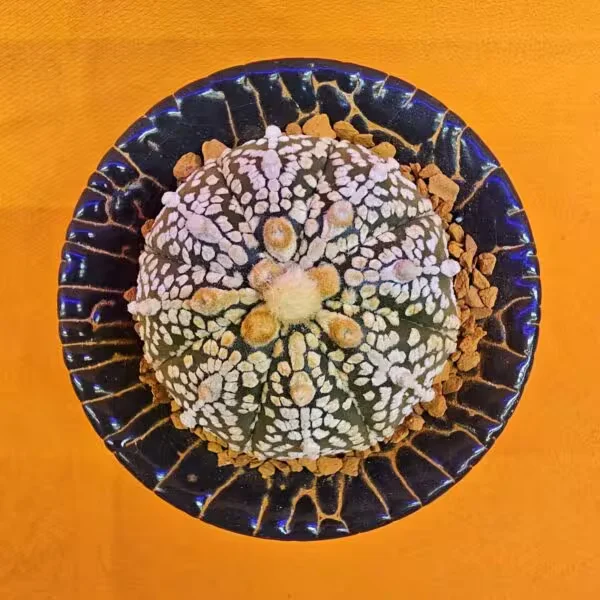 Astrophytum Asterias 4 cm boyutunda Özel Tür Kaktüs