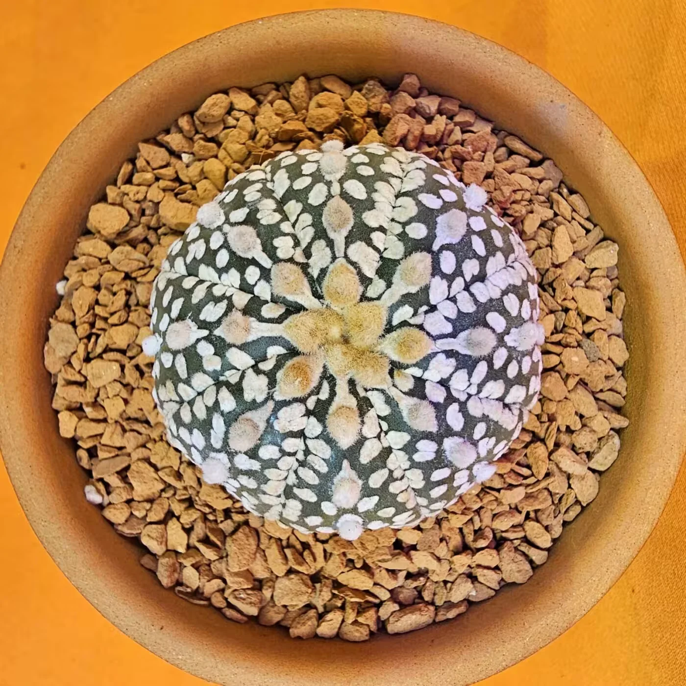 Next Product Image
