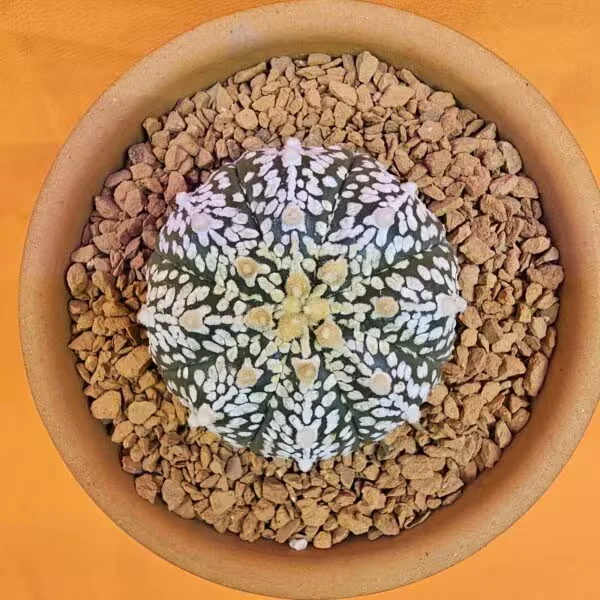 Astrophytum Asterias 4,5 cm boyutunda Özel Tür Kaktüs
