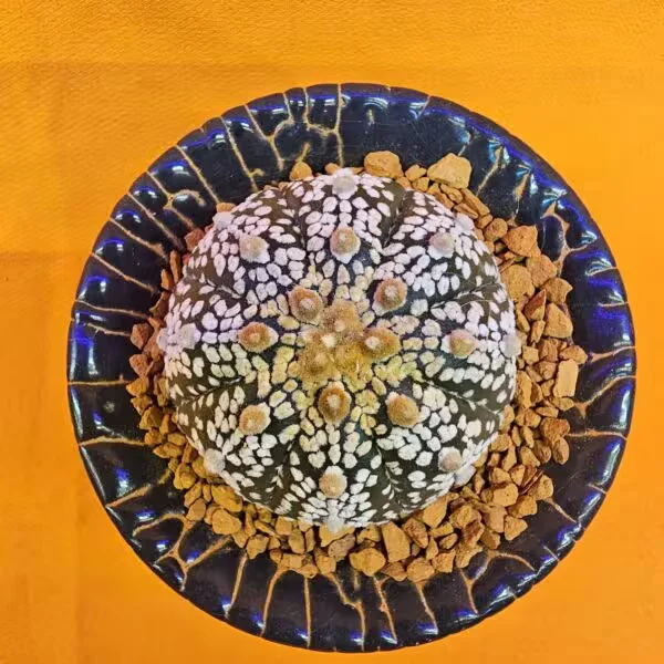 Astrophytum Asterias 4 cm boyutunda Özel Tür Kaktüs
