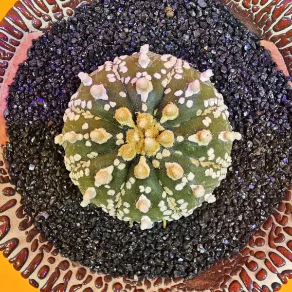Astrophytum Asterias 4 cm boyutunda Özel Tür Kaktüs