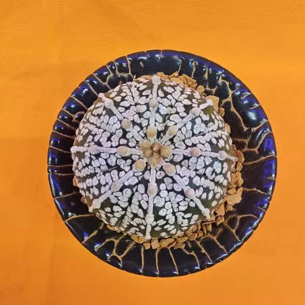 Astrophytum Asterias 4 cm boyutunda Özel Tür Kaktüs