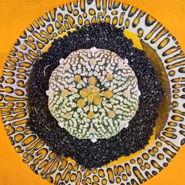 Astrophytum Asterias 4,5 cm boyutunda Özel Tür Kaktüs