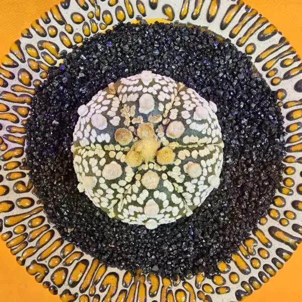 Astrophytum Asterias 4,5 cm boyutunda Özel Tür Kaktüs