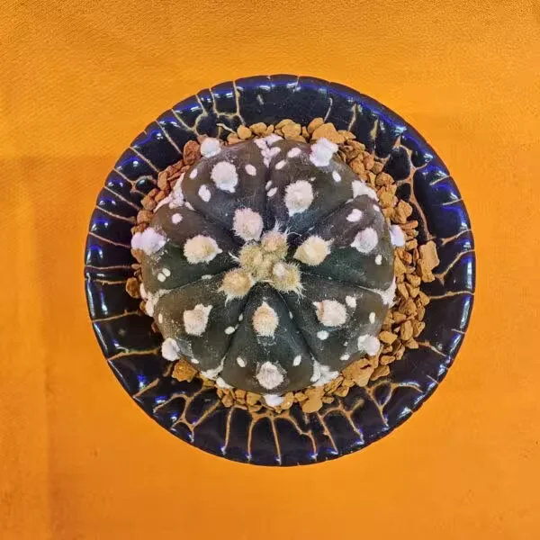 Astrophytum Asterias 4 cm boyutunda Özel Tür Kaktüs