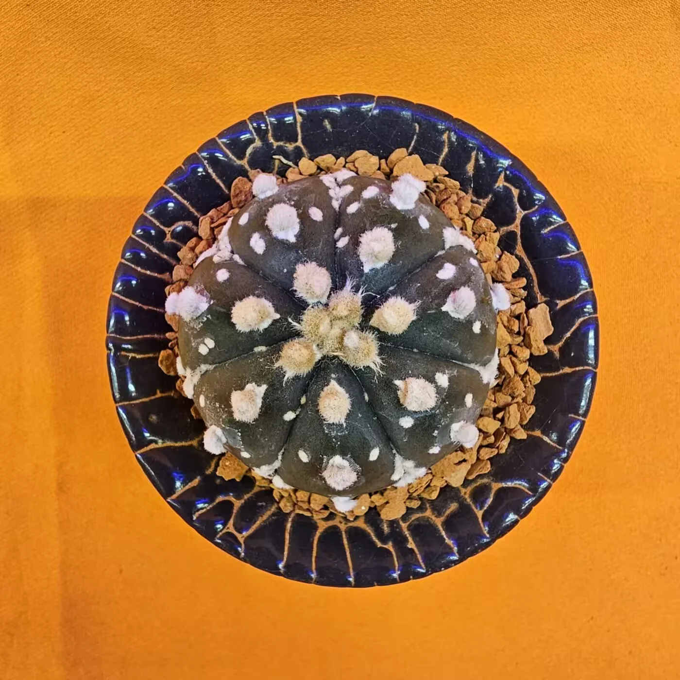 Next Product Image
