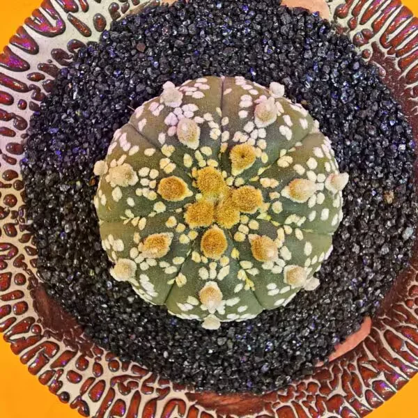 Astrophytum Asterias 4,5 cm boyutunda Özel Tür Kaktüs
