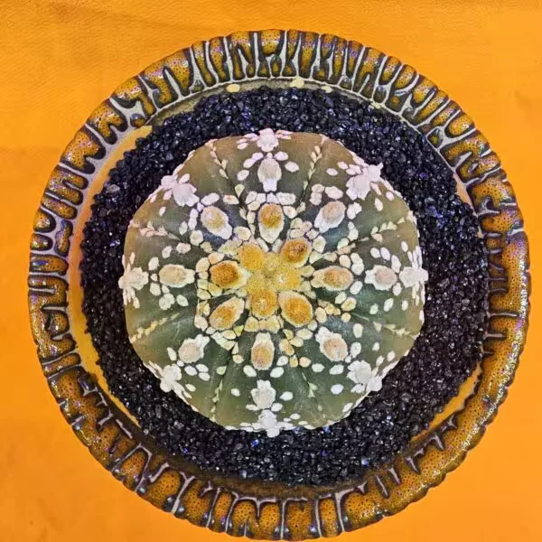 Astrophytum Asterias 5,5 cm boyutunda Özel Tür Kaktüs