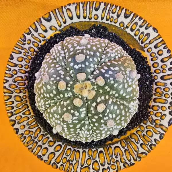 Astrophytum Asterias 6 cm boyutunda Özel Tür Kaktüs