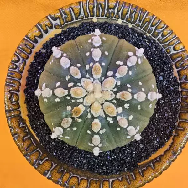 Astrophytum Asterias 5,5 cm boyutunda Özel Tür Kaktüs