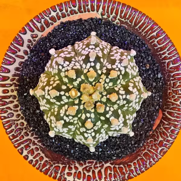 Astrophytum Asterias 5,5 cm boyutunda Özel Tür Kaktüs