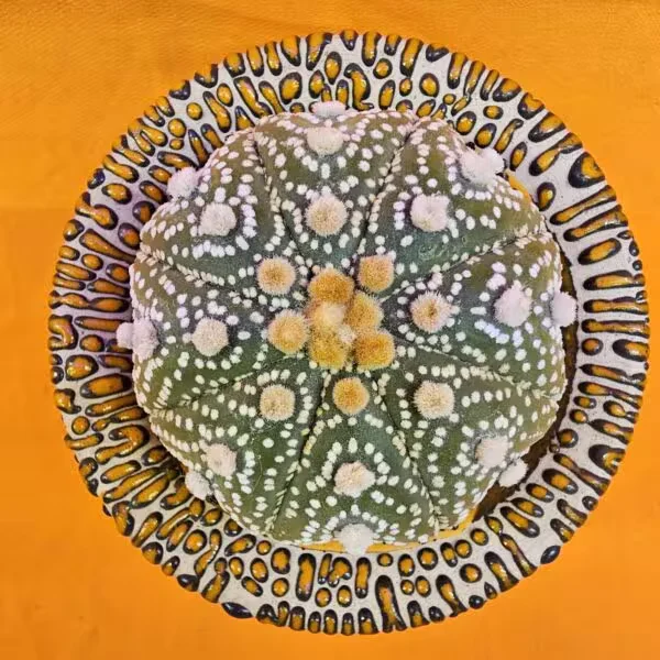 Astrophytum Asterias 7 cm boyutunda Özel Tür Kaktüs