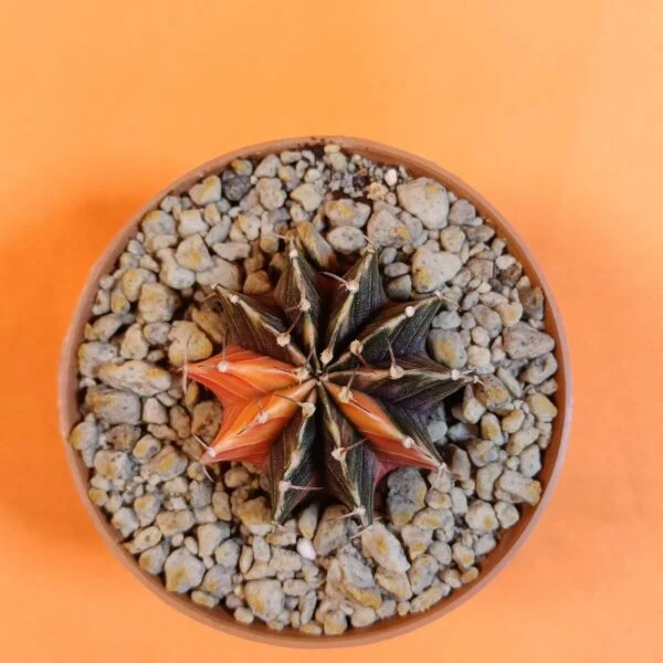 Gymnocalycium Mihanovichii 4,5 cm Koleksiyonluk Özel Tür Kaktüs