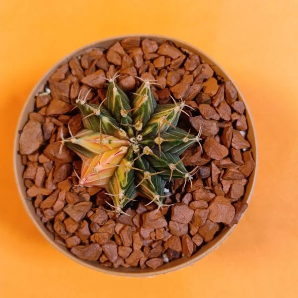 Gymnocalycium Mihanovichii 4,5 cm Koleksiyonluk Özel Tür Kaktüs