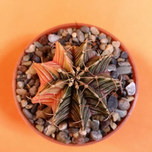 Gymnocalycium Mihanovichii 4,5 cm Koleksiyonluk Özel Tür Kaktüs