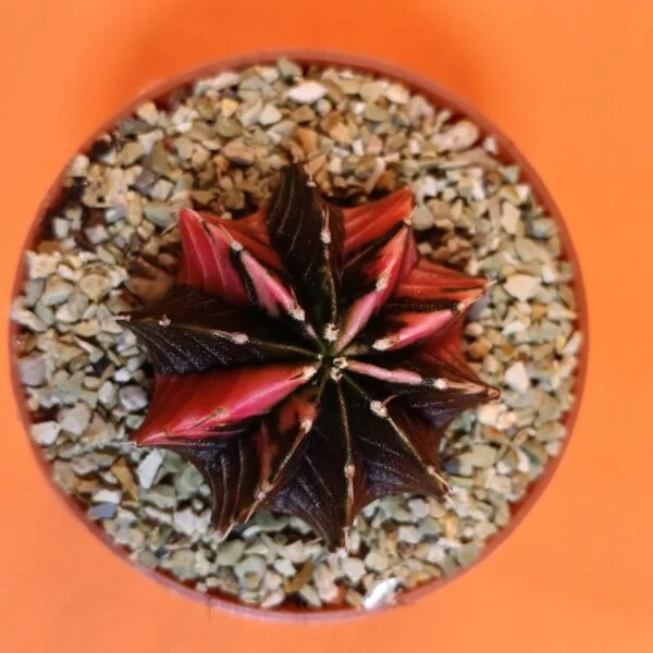Gymnocalycium Mihanovichii 4,5 cm Koleksiyonluk Özel Tür Kaktüs