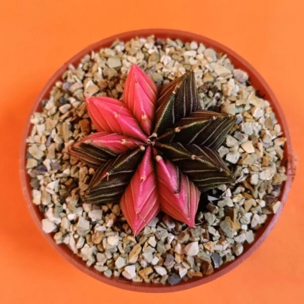 Gymnocalycium Mihanovichii 4,5 cm Koleksiyonluk Özel Tür Kaktüs