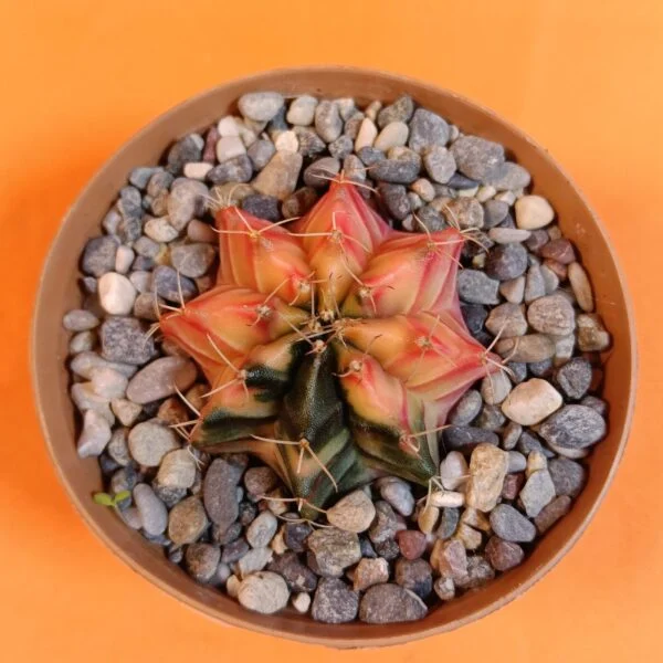 Gymnocalycium Mihanovichii 4,5 cm Koleksiyonluk Özel Tür Kaktüs