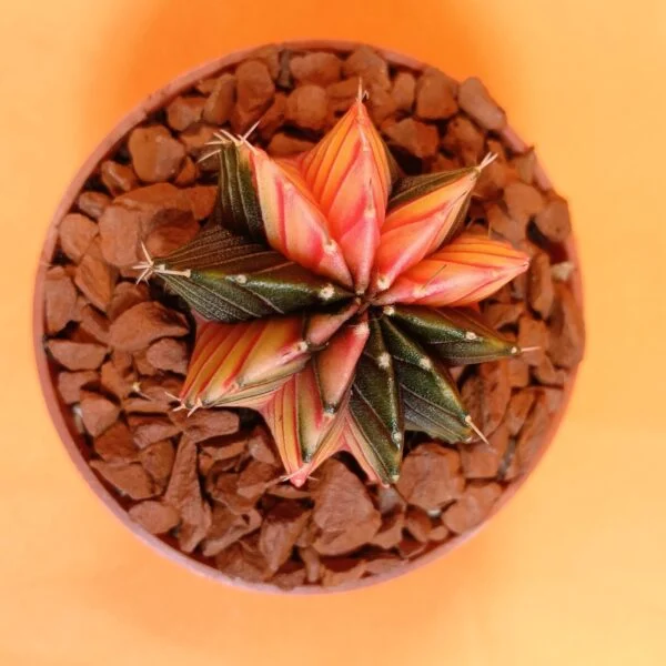 Gymnocalycium Mihanovichii 4 cm Koleksiyonluk Özel Tür Kaktüs