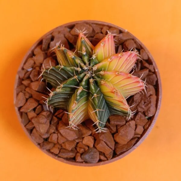 Gymnocalycium Mihanovichii 4 cm Koleksiyonluk Özel Tür Kaktüs