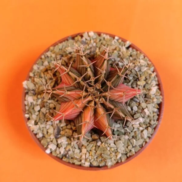 Gymnocalycium Mihanovichii 4 cm Koleksiyonluk Özel Tür Kaktüs