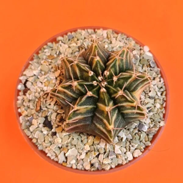 Gymnocalycium Mihanovichii 4 cm Koleksiyonluk Özel Tür Kaktüs