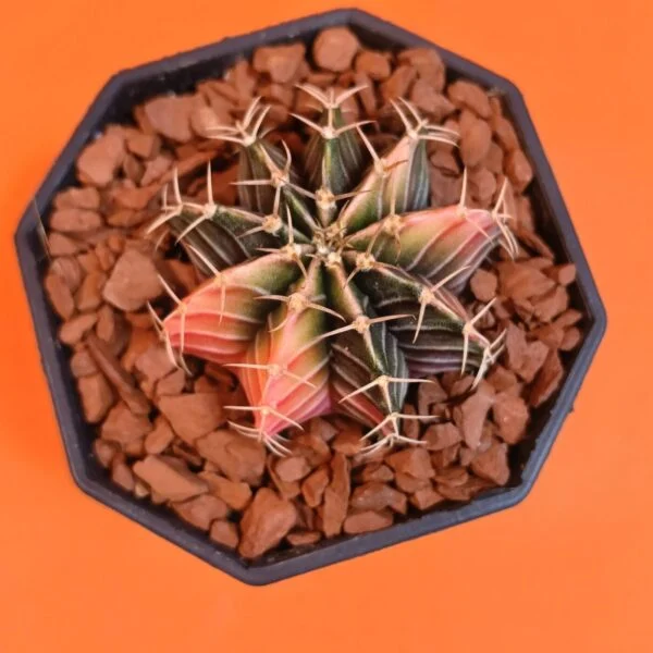 Gymnocalycium Mihanovichii 5 cm Koleksiyonluk Özel Tür Kaktüs