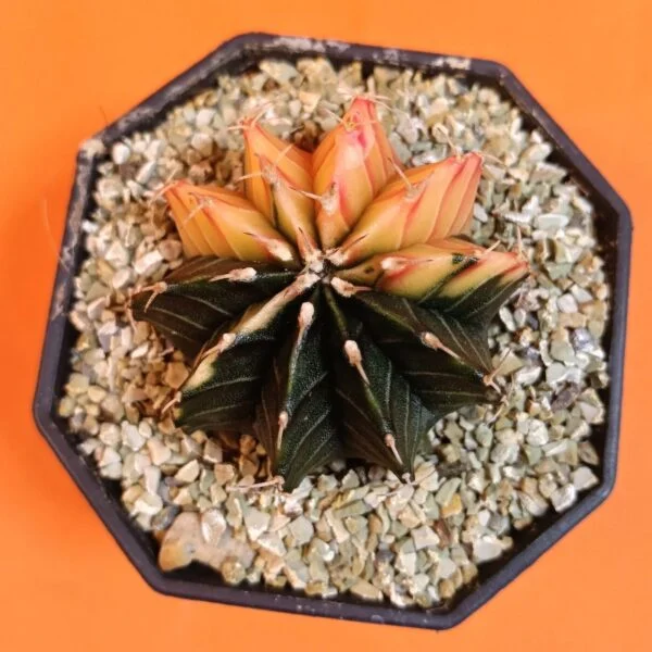 Gymnocalycium Mihanovichii 4,5 cm Koleksiyonluk Özel Tür Kaktüs