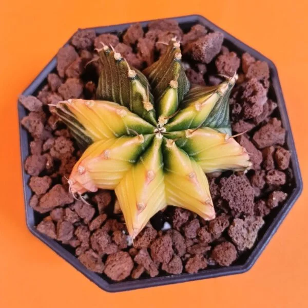 Gymnocalycium Mihanovichii 4,5 cm Koleksiyonluk Özel Tür Kaktüs