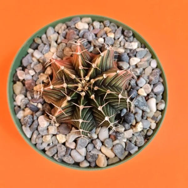 Gymnocalycium Mihanovichii 4,5 cm Koleksiyonluk Özel Tür Kaktüs