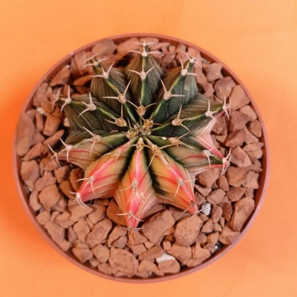 Gymnocalycium Mihanovichii 5 cm Koleksiyonluk Özel Tür Kaktüs