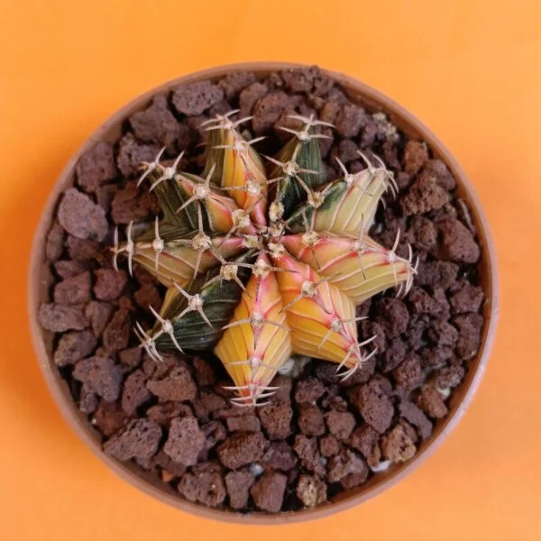 Gymnocalycium Mihanovichii 5 cm Koleksiyonluk Özel Tür Kaktüs