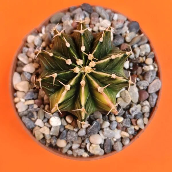 Gymnocalycium Mihanovichii 5 cm Koleksiyonluk Özel Tür Kaktüs