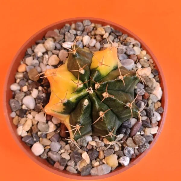 Gymnocalycium Mihanovichii 4,5 cm Koleksiyonluk Özel Tür Kaktüs