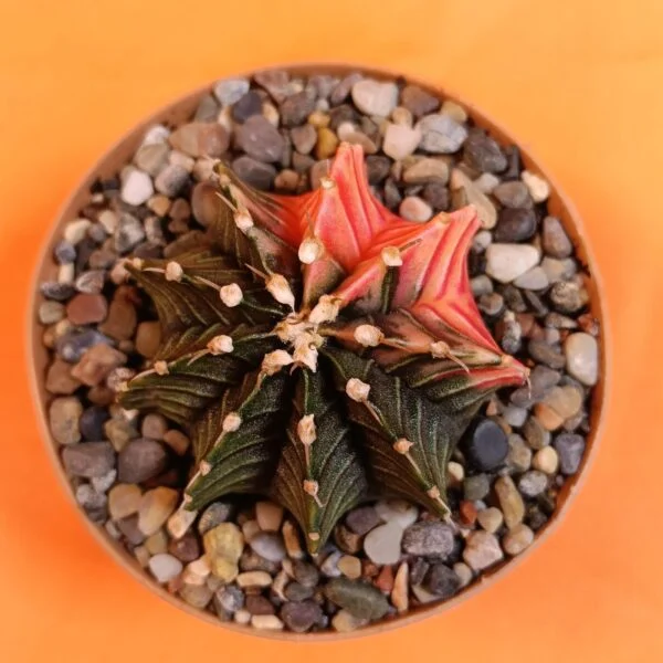 Gymnocalycium Mihanovichii 4,5 cm Koleksiyonluk Özel Tür Kaktüs