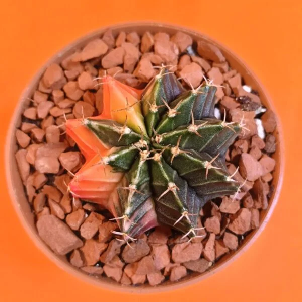 Gymnocalycium Mihanovichii 5 cm Koleksiyonluk Özel Tür Kaktüs