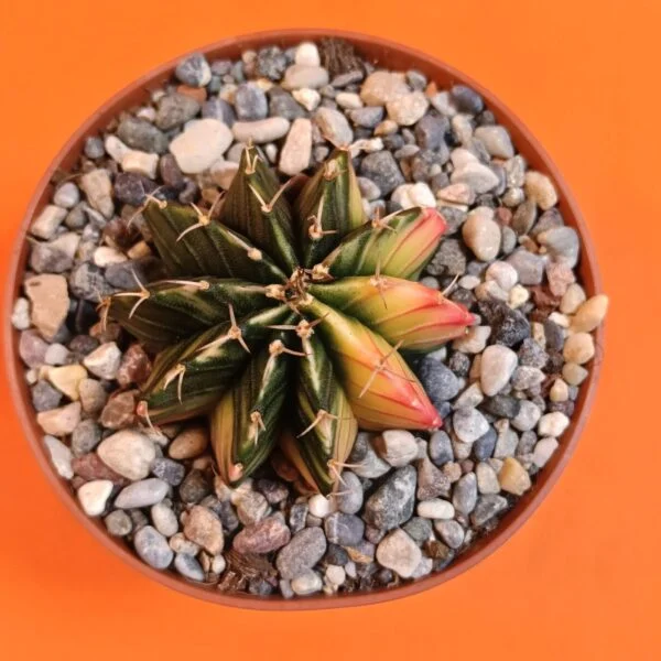 Gymnocalycium Mihanovichii 4,5 cm Koleksiyonluk Özel Tür Kaktüs