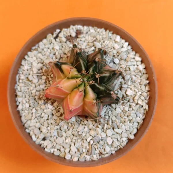 Gymnocalycium Mihanovichii 4 cm Koleksiyonluk Özel Tür Kaktüs