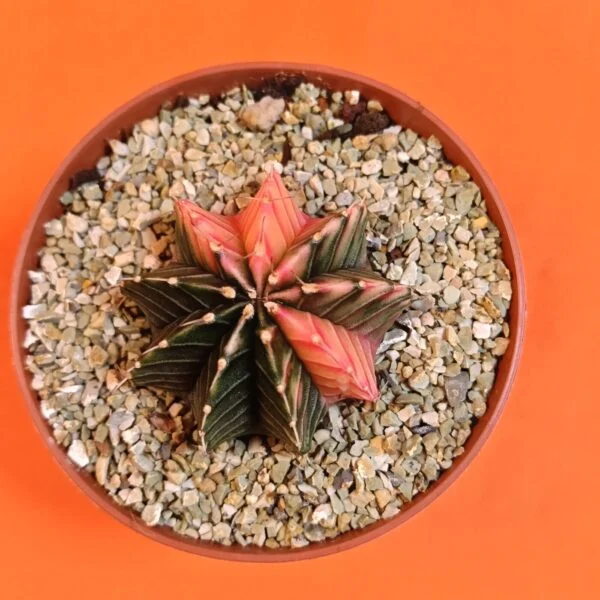 Gymnocalycium Mihanovichii 4,5 cm Koleksiyonluk Özel Tür Kaktüs