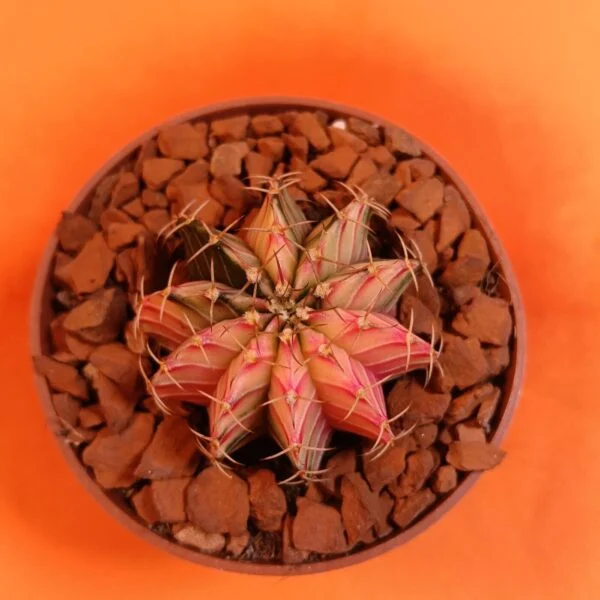 Gymnocalycium Mihanovichii 4 cm Koleksiyonluk Özel Tür Kaktüs