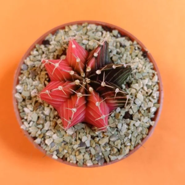 Gymnocalycium Mihanovichii 4 cm Koleksiyonluk Özel Tür Kaktüs