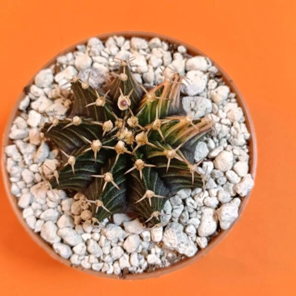 Gymnocalycium Mihanovichii 5 cm Koleksiyonluk Özel Tür Kaktüs