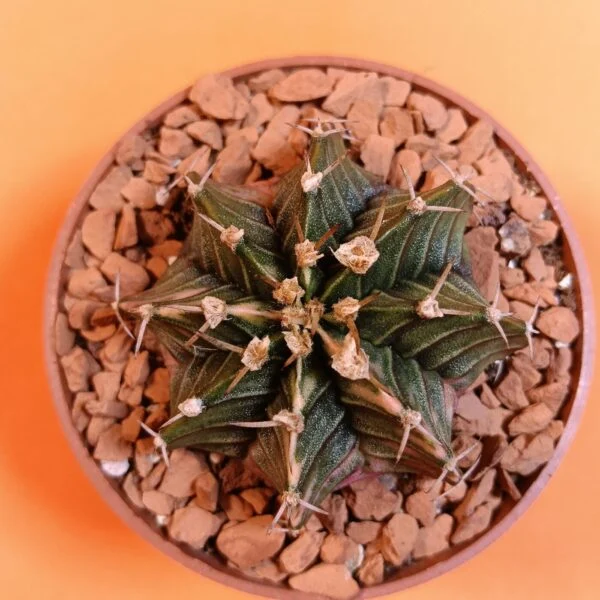 Gymnocalycium Mihanovichii 6 cm Koleksiyonluk Özel Tür Kaktüs