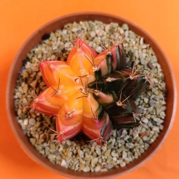 Gymnocalycium Mihanovichii 5 cm Koleksiyonluk Özel Tür Kaktüs
