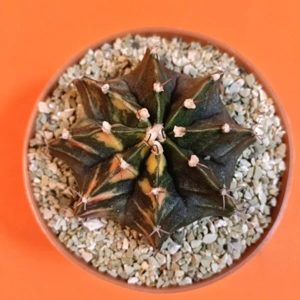 Gymnocalycium Mihanovichii 6 cm Koleksiyonluk Özel Tür Kaktüs