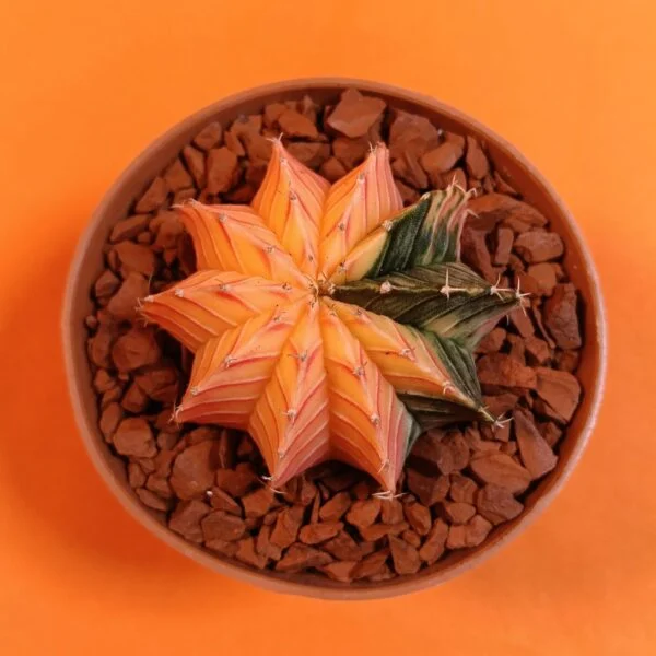 Gymnocalycium Mihanovichii 5 cm Koleksiyonluk Özel Tür Kaktüs