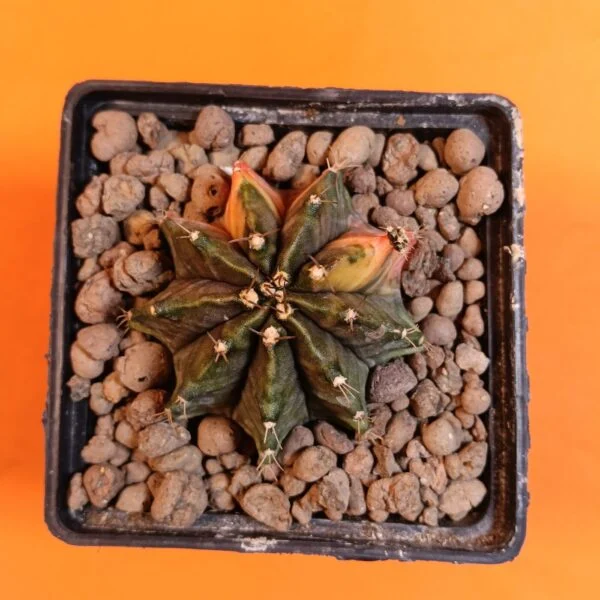 Gymnocalycium Mihanovichii 6 cm Koleksiyonluk Özel Tür Kaktüs
