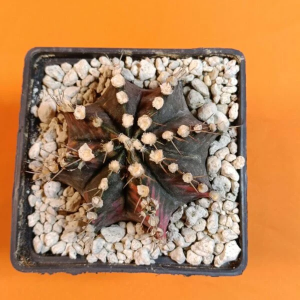 Gymnocalycium Mihanovichii 7 cm Koleksiyonluk Özel Tür Kaktüs