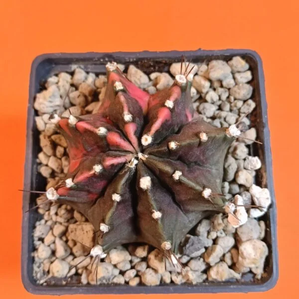 Gymnocalycium Mihanovichii 7 cm Koleksiyonluk Özel Tür Kaktüs